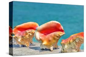 Three Conchs-Jan Michael Ringlever-Stretched Canvas