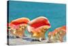 Three Conchs-Jan Michael Ringlever-Stretched Canvas