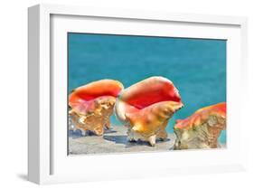 Three Conchs-Jan Michael Ringlever-Framed Art Print