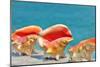 Three Conchs-Jan Michael Ringlever-Mounted Art Print