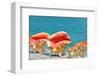 Three Conchs-Jan Michael Ringlever-Framed Art Print