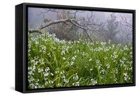 Three-Cornered Garlic (Allium Triquetrum) Flowering, Madeira, March 2009-Radisics-Framed Stretched Canvas