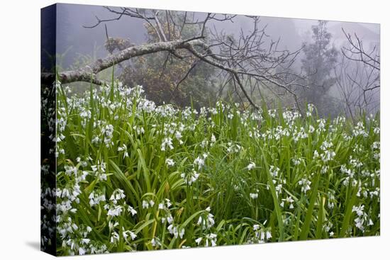 Three-Cornered Garlic (Allium Triquetrum) Flowering, Madeira, March 2009-Radisics-Stretched Canvas