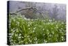 Three-Cornered Garlic (Allium Triquetrum) Flowering, Madeira, March 2009-Radisics-Stretched Canvas