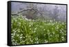 Three-Cornered Garlic (Allium Triquetrum) Flowering, Madeira, March 2009-Radisics-Framed Stretched Canvas