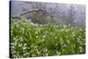 Three-Cornered Garlic (Allium Triquetrum) Flowering, Madeira, March 2009-Radisics-Stretched Canvas