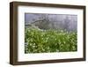 Three-Cornered Garlic (Allium Triquetrum) Flowering, Madeira, March 2009-Radisics-Framed Photographic Print