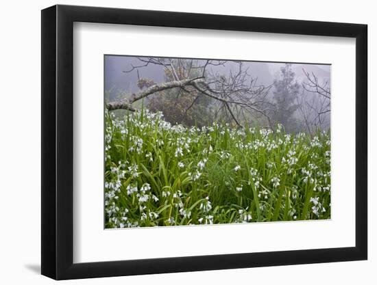 Three-Cornered Garlic (Allium Triquetrum) Flowering, Madeira, March 2009-Radisics-Framed Photographic Print