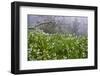 Three-Cornered Garlic (Allium Triquetrum) Flowering, Madeira, March 2009-Radisics-Framed Photographic Print