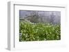 Three-Cornered Garlic (Allium Triquetrum) Flowering, Madeira, March 2009-Radisics-Framed Photographic Print