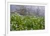 Three-Cornered Garlic (Allium Triquetrum) Flowering, Madeira, March 2009-Radisics-Framed Photographic Print