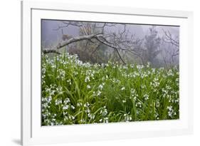 Three-Cornered Garlic (Allium Triquetrum) Flowering, Madeira, March 2009-Radisics-Framed Photographic Print