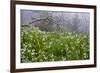 Three-Cornered Garlic (Allium Triquetrum) Flowering, Madeira, March 2009-Radisics-Framed Photographic Print