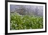 Three-Cornered Garlic (Allium Triquetrum) Flowering, Madeira, March 2009-Radisics-Framed Photographic Print