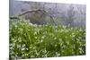 Three-Cornered Garlic (Allium Triquetrum) Flowering, Madeira, March 2009-Radisics-Mounted Photographic Print