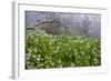 Three-Cornered Garlic (Allium Triquetrum) Flowering, Madeira, March 2009-Radisics-Framed Photographic Print