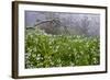 Three-Cornered Garlic (Allium Triquetrum) Flowering, Madeira, March 2009-Radisics-Framed Photographic Print