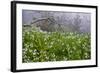 Three-Cornered Garlic (Allium Triquetrum) Flowering, Madeira, March 2009-Radisics-Framed Photographic Print