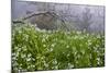 Three-Cornered Garlic (Allium Triquetrum) Flowering, Madeira, March 2009-Radisics-Mounted Photographic Print