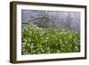 Three-Cornered Garlic (Allium Triquetrum) Flowering, Madeira, March 2009-Radisics-Framed Photographic Print