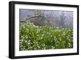 Three-Cornered Garlic (Allium Triquetrum) Flowering, Madeira, March 2009-Radisics-Framed Photographic Print