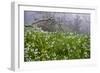 Three-Cornered Garlic (Allium Triquetrum) Flowering, Madeira, March 2009-Radisics-Framed Photographic Print