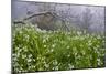 Three-Cornered Garlic (Allium Triquetrum) Flowering, Madeira, March 2009-Radisics-Mounted Photographic Print