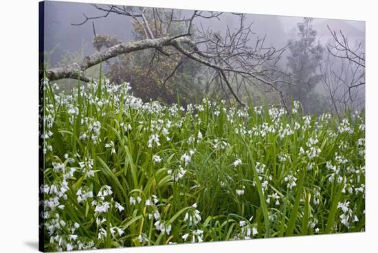 Three-Cornered Garlic (Allium Triquetrum) Flowering, Madeira, March 2009-Radisics-Stretched Canvas