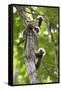 Three Cotton-top tamarins climbing tree, Northern Colombia-Suzi Eszterhas-Framed Stretched Canvas