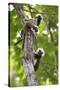 Three Cotton-top tamarins climbing tree, Northern Colombia-Suzi Eszterhas-Stretched Canvas