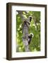 Three Cotton-top tamarins climbing tree, Northern Colombia-Suzi Eszterhas-Framed Photographic Print