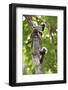 Three Cotton-top tamarins climbing tree, Northern Colombia-Suzi Eszterhas-Framed Photographic Print