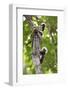 Three Cotton-top tamarins climbing tree, Northern Colombia-Suzi Eszterhas-Framed Photographic Print