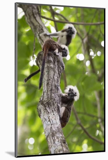Three Cotton-top tamarins climbing tree, Northern Colombia-Suzi Eszterhas-Mounted Photographic Print