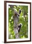 Three Cotton-top tamarins climbing tree, Northern Colombia-Suzi Eszterhas-Framed Photographic Print