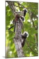 Three Cotton-top tamarins climbing tree, Northern Colombia-Suzi Eszterhas-Mounted Photographic Print