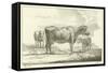 Three Cows-Aelbert Cuyp-Framed Stretched Canvas