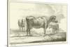 Three Cows-Aelbert Cuyp-Stretched Canvas