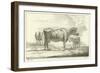 Three Cows-Aelbert Cuyp-Framed Giclee Print