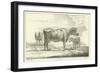 Three Cows-Aelbert Cuyp-Framed Giclee Print