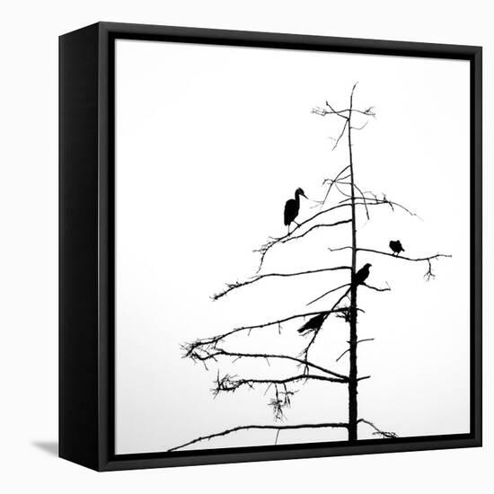 Three Crows and a Heron-Ursula Abresch-Framed Stretched Canvas