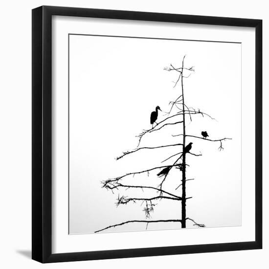 Three Crows and a Heron-Ursula Abresch-Framed Photographic Print