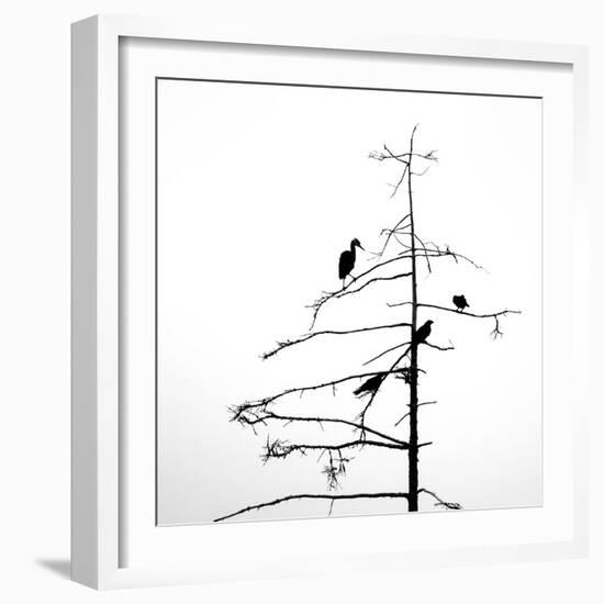 Three Crows and a Heron-Ursula Abresch-Framed Photographic Print