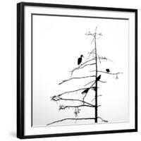 Three Crows and a Heron-Ursula Abresch-Framed Photographic Print