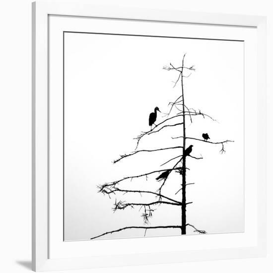 Three Crows and a Heron-Ursula Abresch-Framed Photographic Print