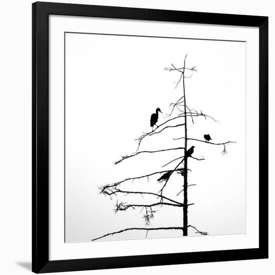 Three Crows and a Heron-Ursula Abresch-Framed Photographic Print