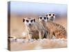 Three Curious Adult Meerkats at the Edge of their Family Den Pose for the Camera.  Botswana.-Karine Aigner-Stretched Canvas
