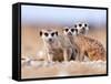 Three Curious Adult Meerkats at the Edge of their Family Den Pose for the Camera.  Botswana.-Karine Aigner-Framed Stretched Canvas