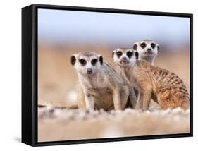 Three Curious Adult Meerkats at the Edge of their Family Den Pose for the Camera.  Botswana.-Karine Aigner-Framed Stretched Canvas