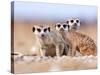 Three Curious Adult Meerkats at the Edge of their Family Den Pose for the Camera.  Botswana.-Karine Aigner-Stretched Canvas